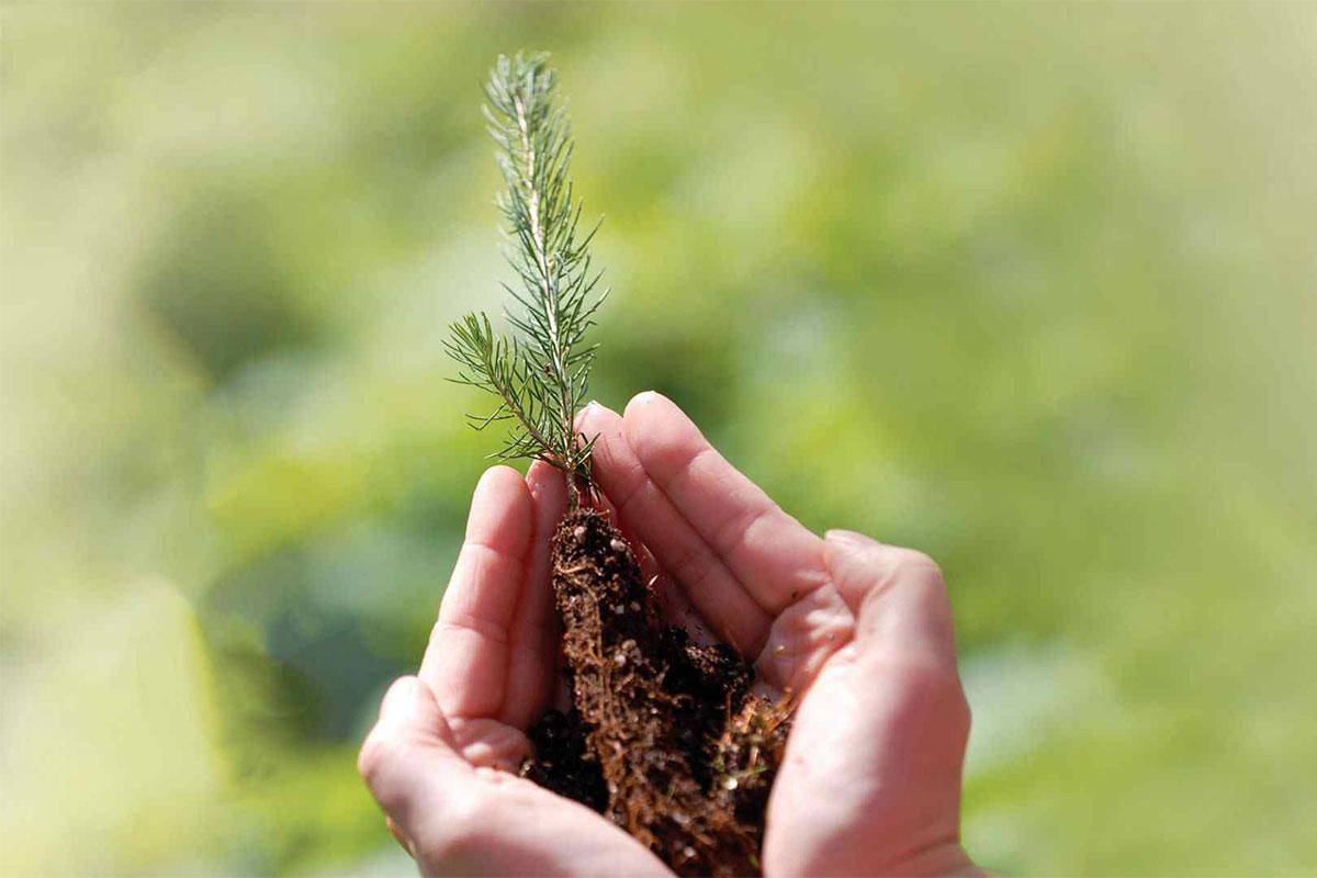 A small tree sappling in hands.